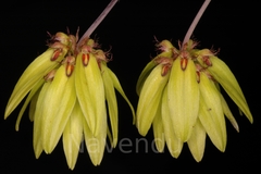Bulbophyllum fimbriatum